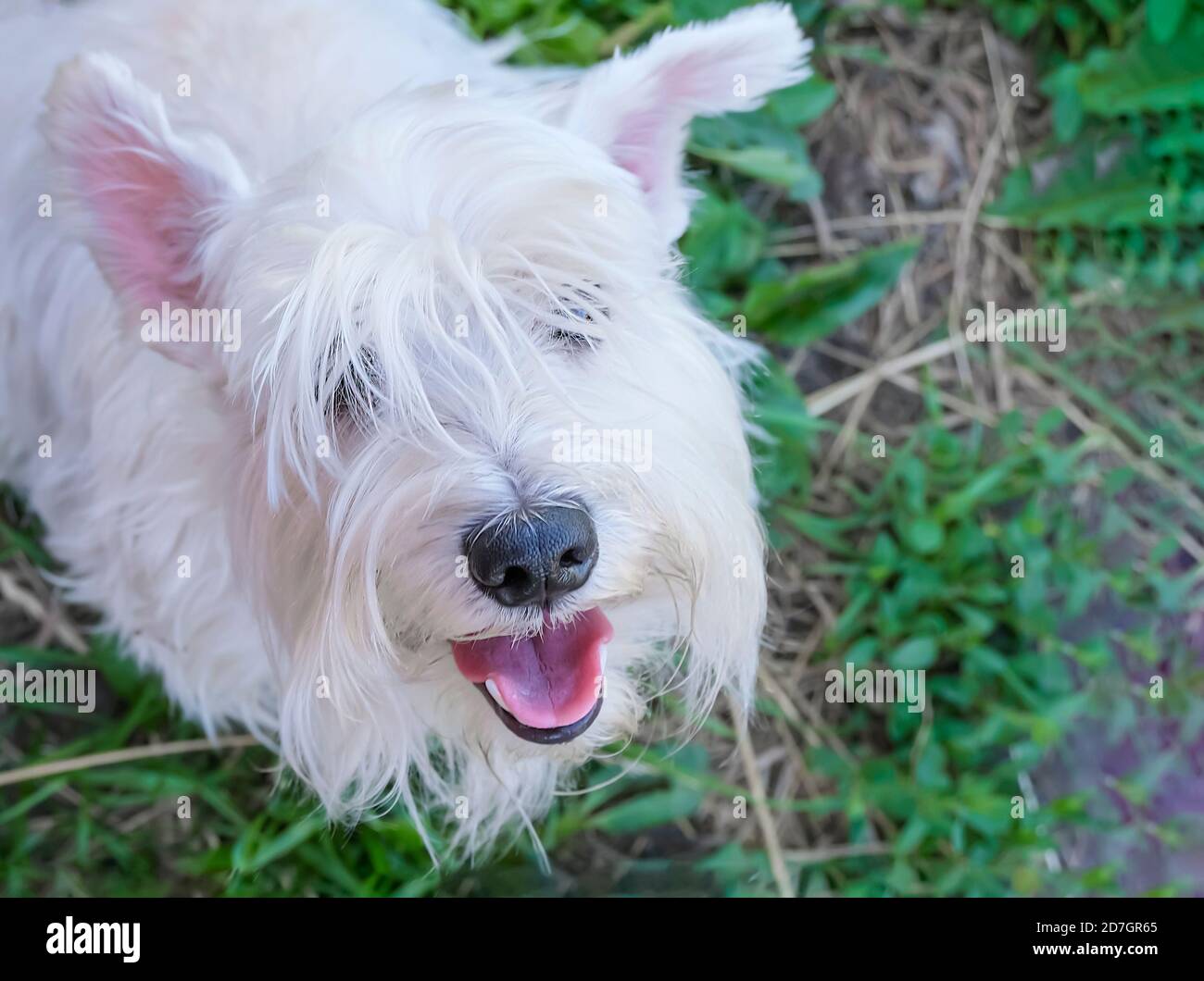 A white dog looks up at its owner. Funny pet dog. High quality photo Stock Photo
