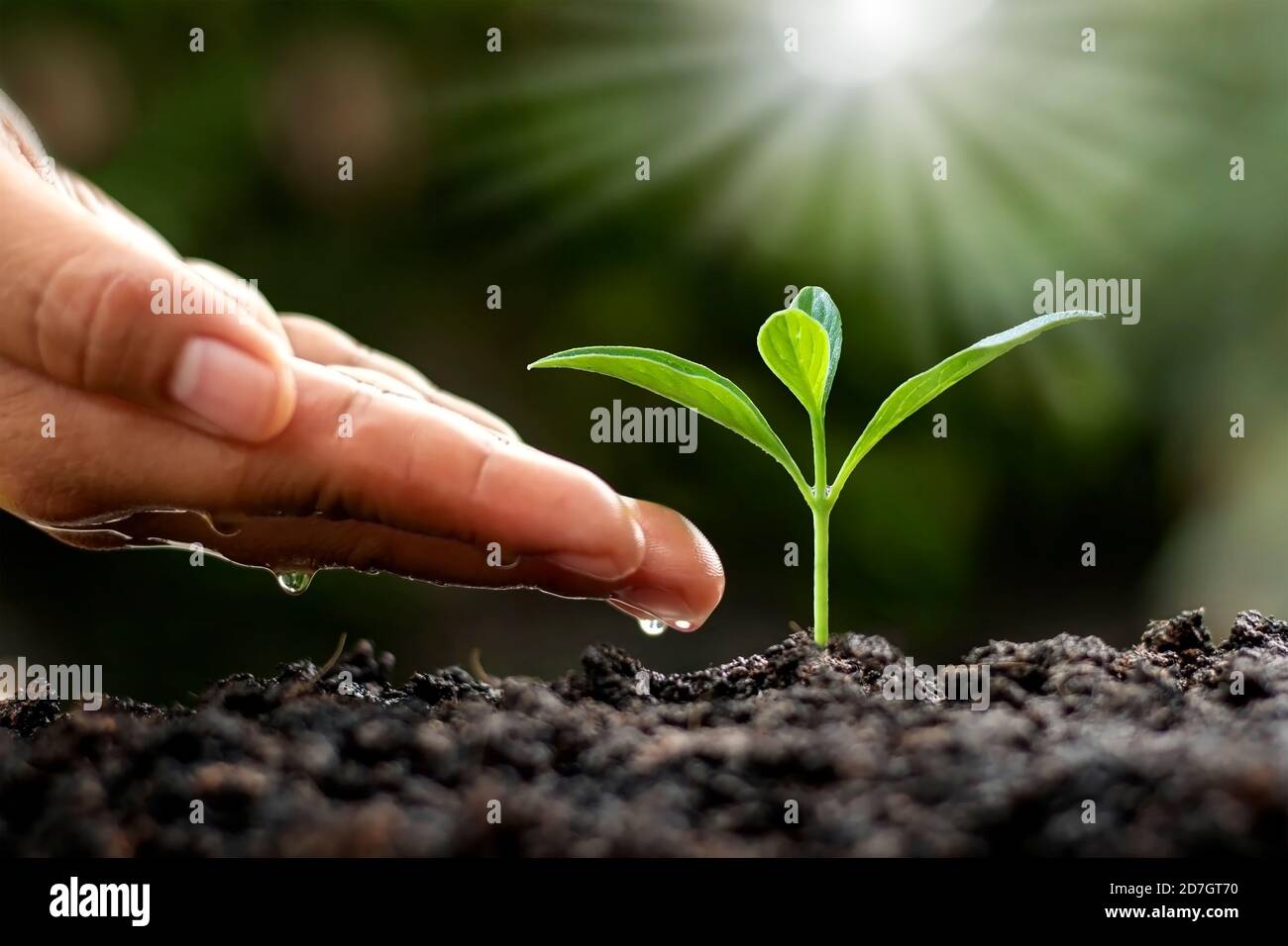Green trees growing on the ground and agriculture hands that water the trees, concept of growing trees and preserving sustainable nature. Stock Photo
