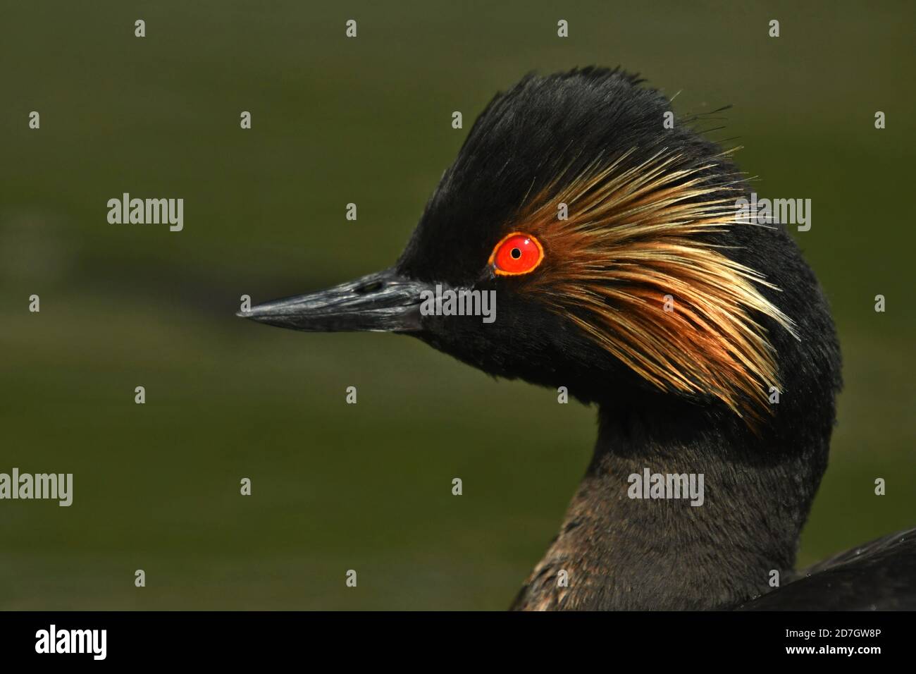 Black necked grebe elegant bird Stock Photo