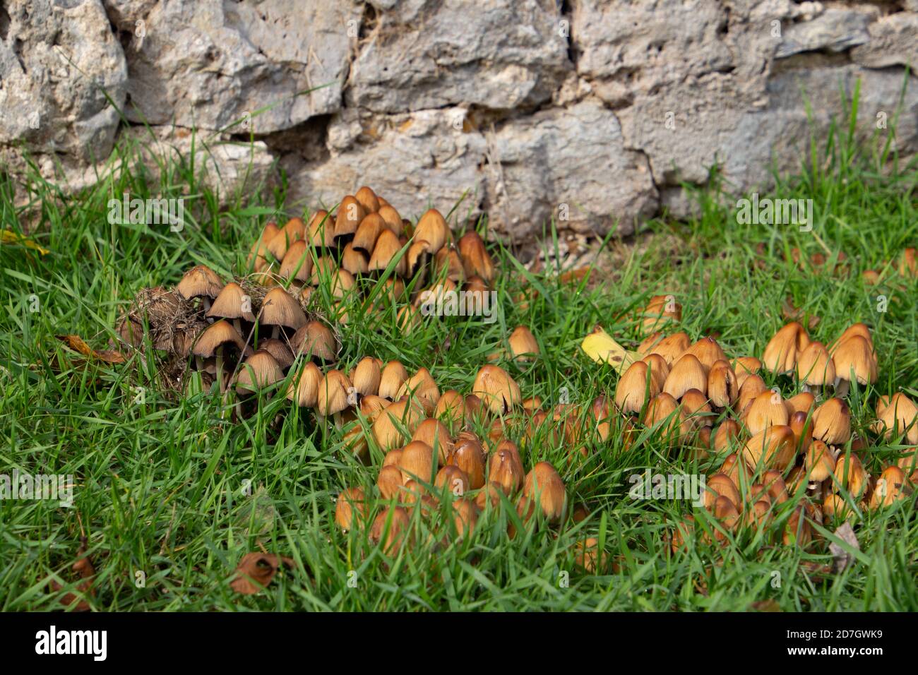 Side view of Glistening inkcap mushrooms in the grass, also called Coprinellus micaceus or glimmertintling Stock Photo
