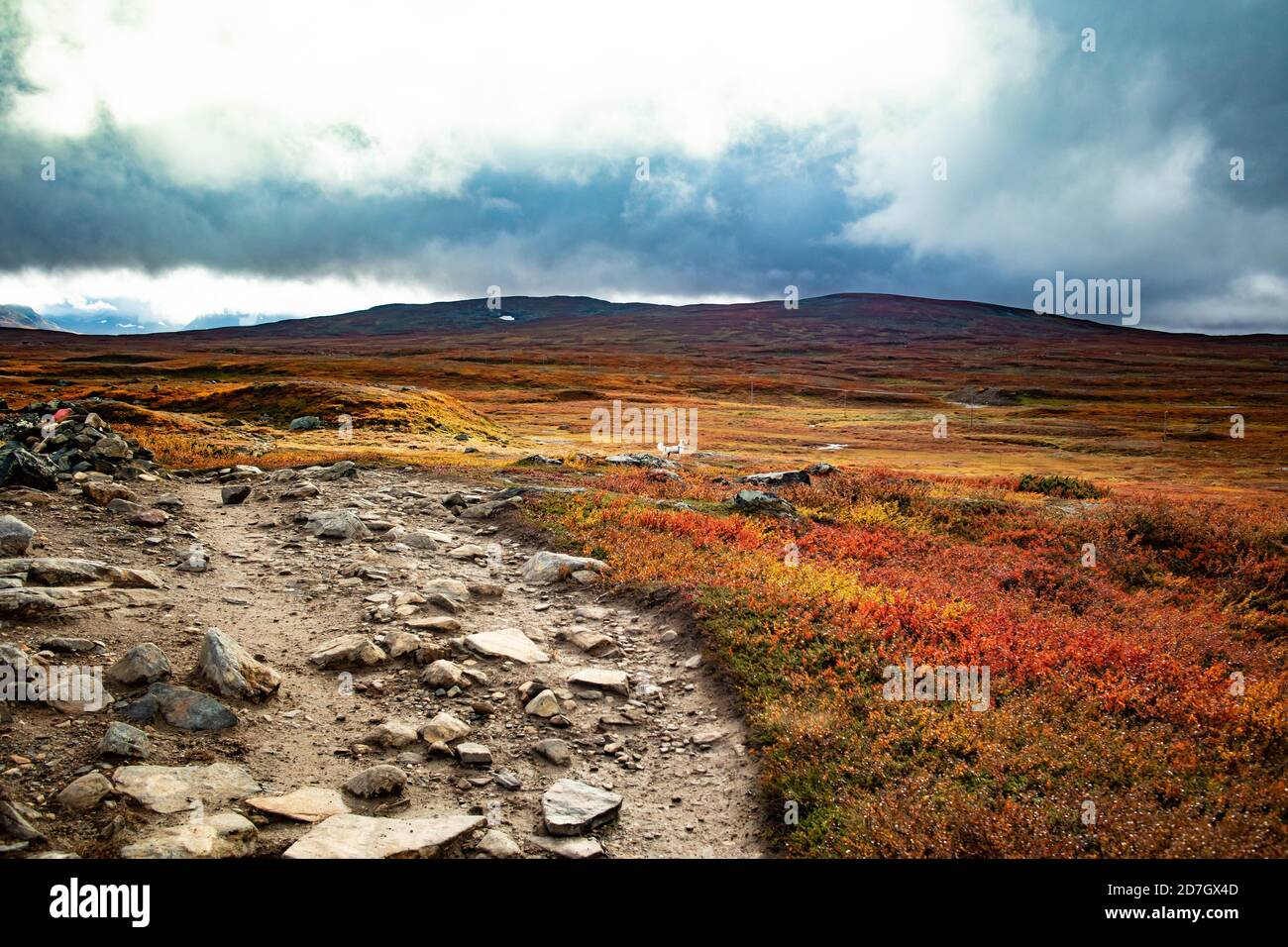 Me and a friend hiking the swedish mountains in jämtland with our dogs Stock Photo