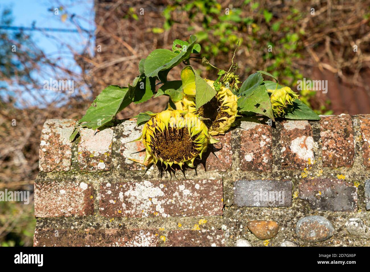 Dying sunflower hires stock photography and images Alamy