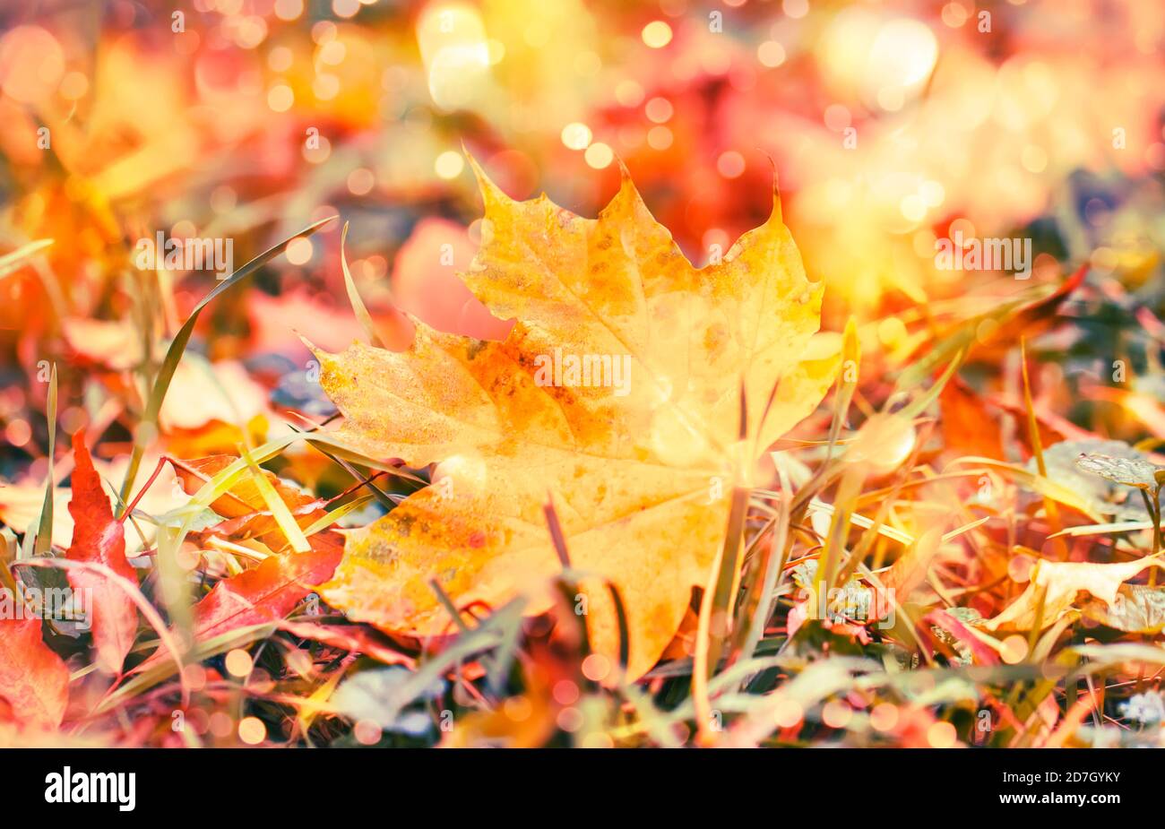Autumn background with maple leaves and grass on the sunset Stock Photo ...