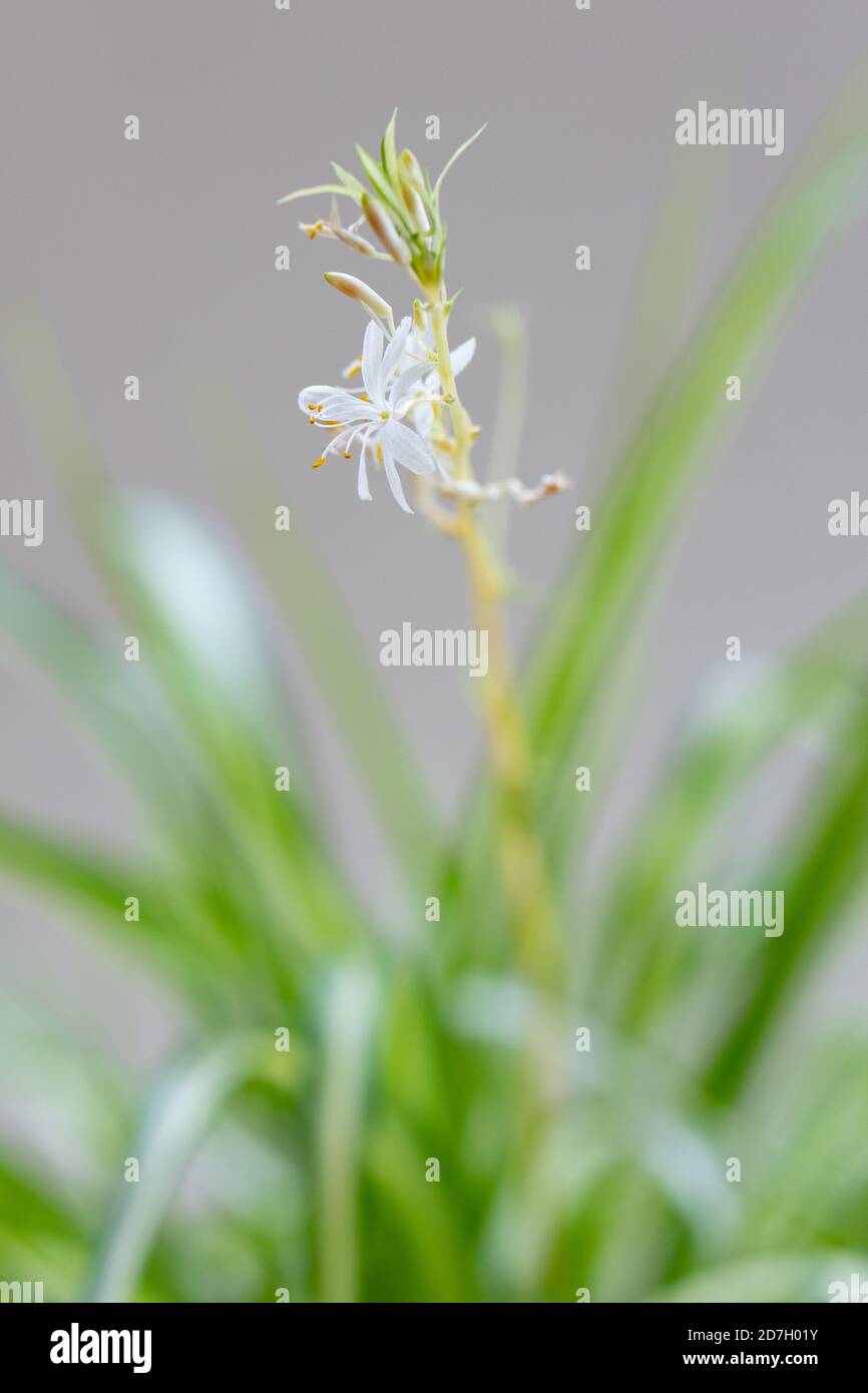 Chlorophytum comosum or spider plant in bloom - close up of the small white flower on end of long arching stem Stock Photo