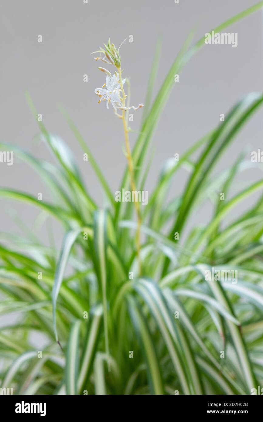 Chlorophytum comosum or spider plant in bloom Stock Photo