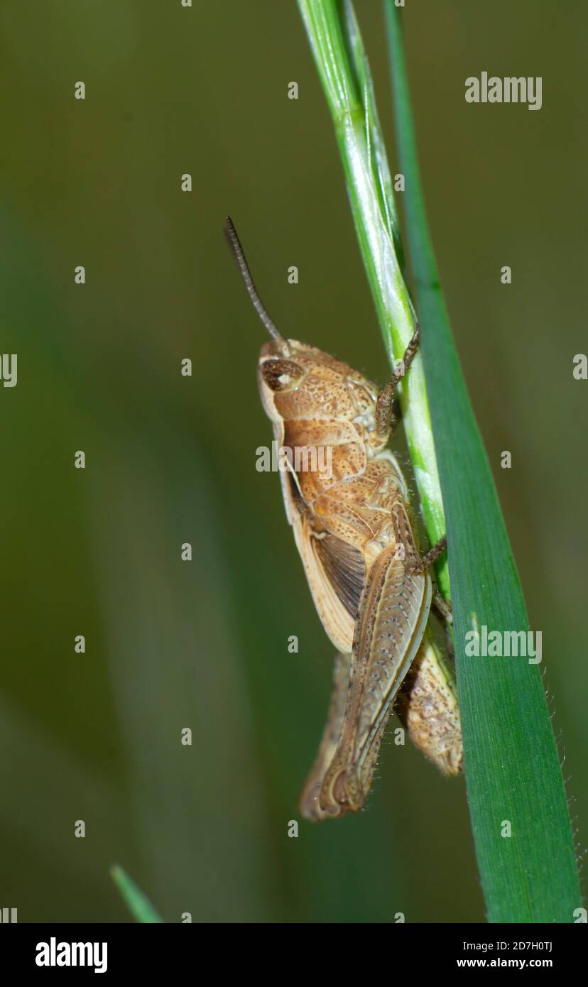 close-up of cricket on a blade of grass Stock Photo