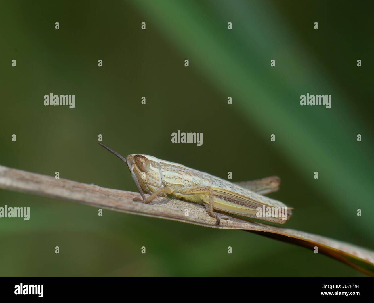 close-up of a small brown cricket on a blade of grass in a selective focus picture Stock Photo