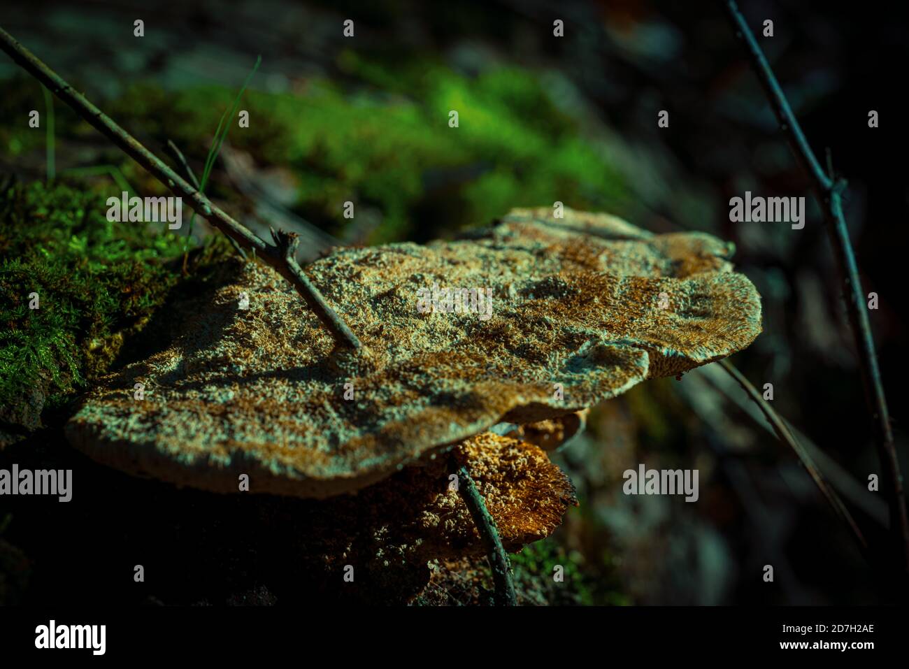 Fungi growing wild in an artistic dark forest setting, green moss surroundings as background. Dark shadows and earthy colors. Photograph: Tony Taylor Stock Photo