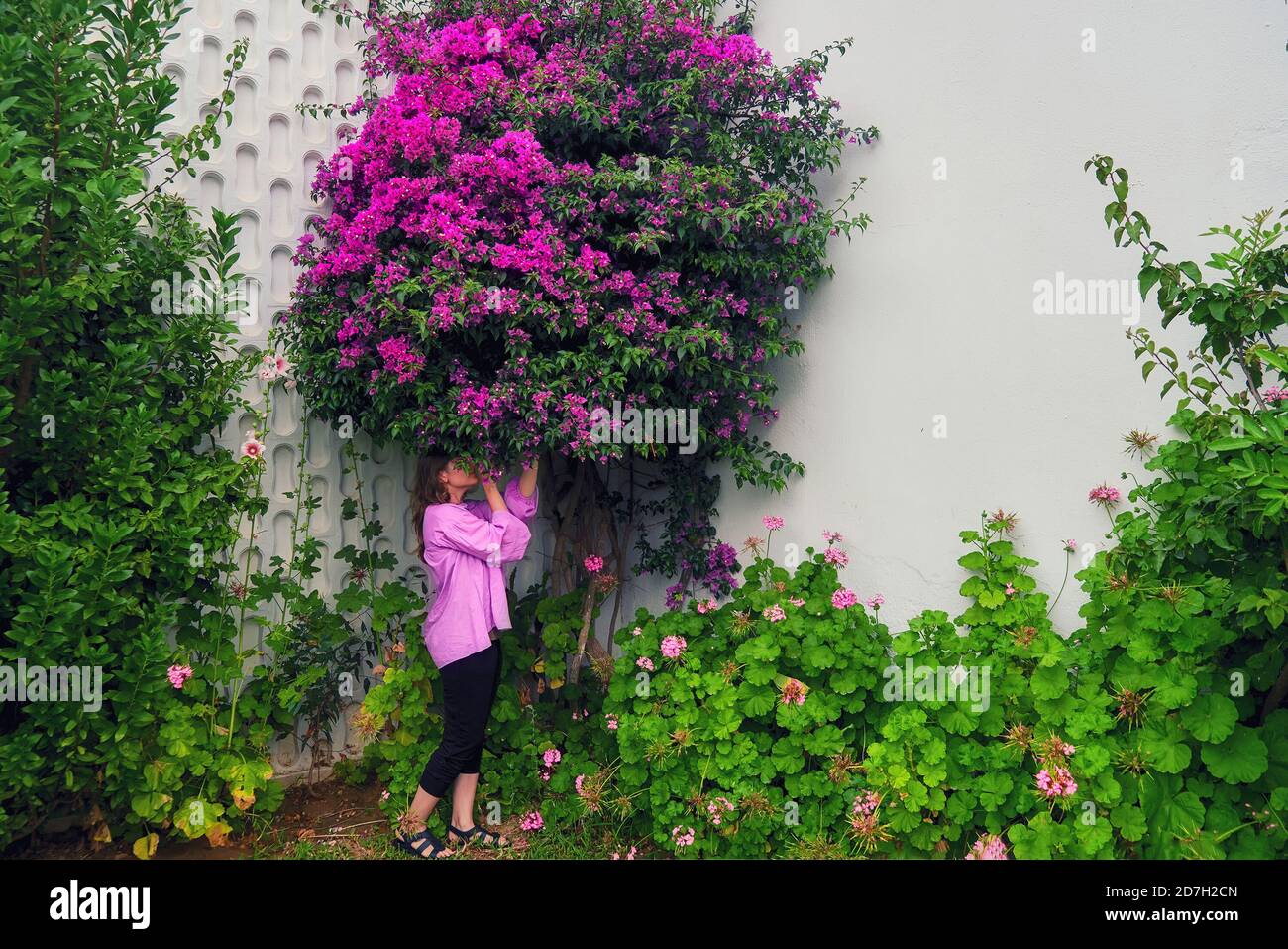 A woman next to a tree with beautiful purple flowers, copy space Stock ...