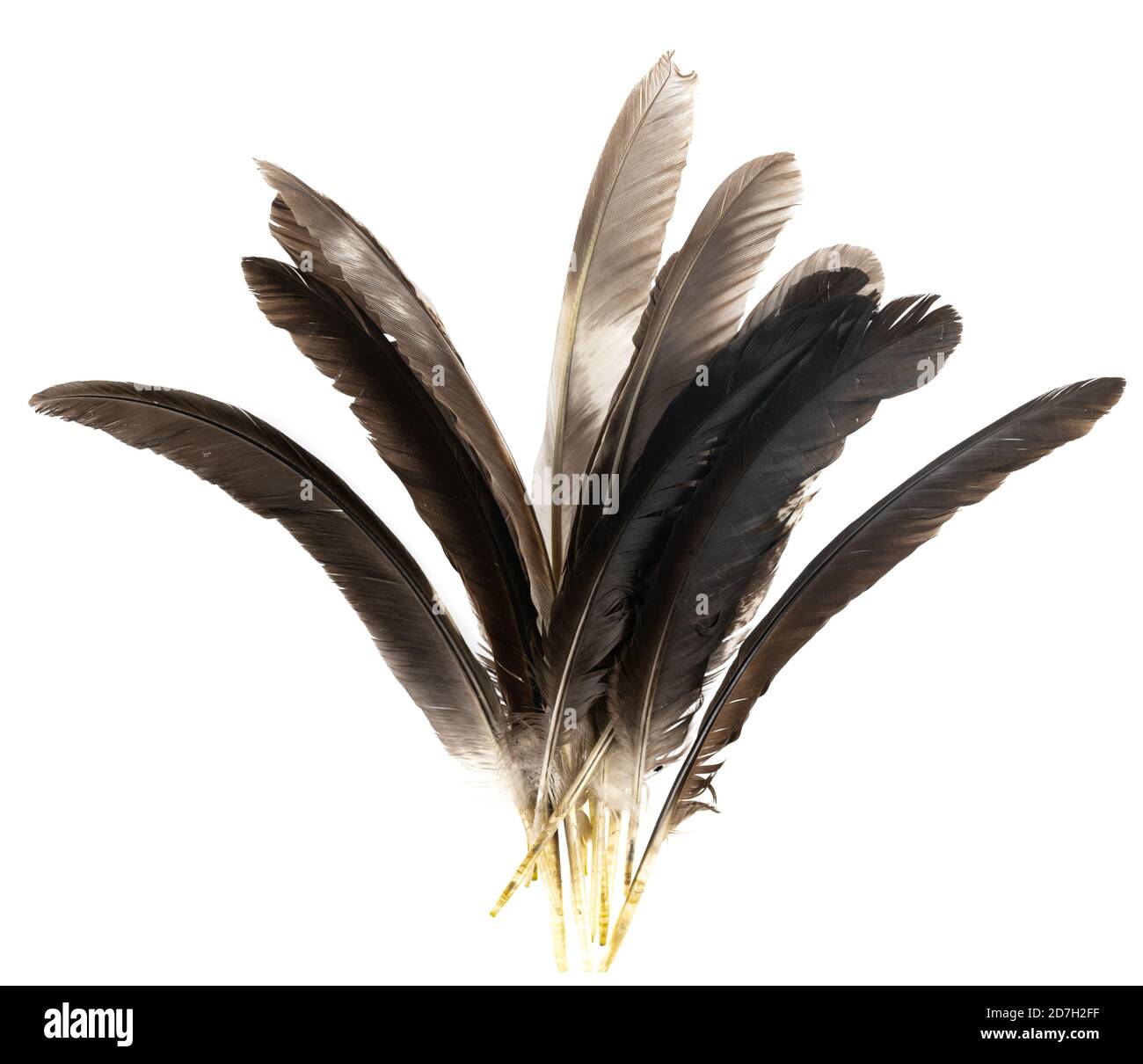 Natural bird feathers isolated on a white background. pile pigeon