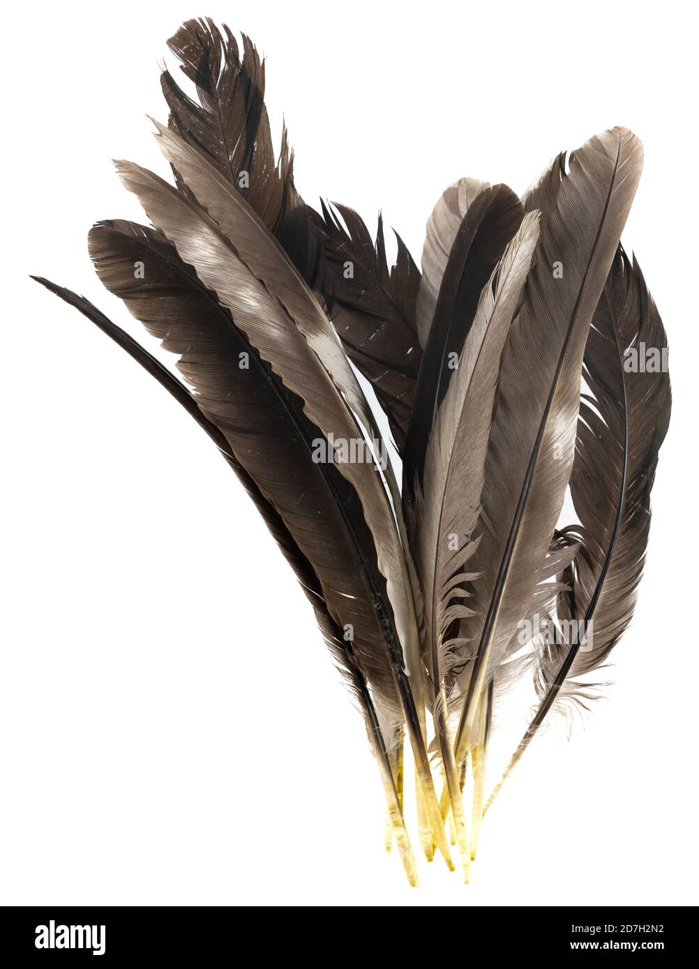 Natural bird feathers isolated on a white background. pigeon and goose  feathers close-up Stock Photo