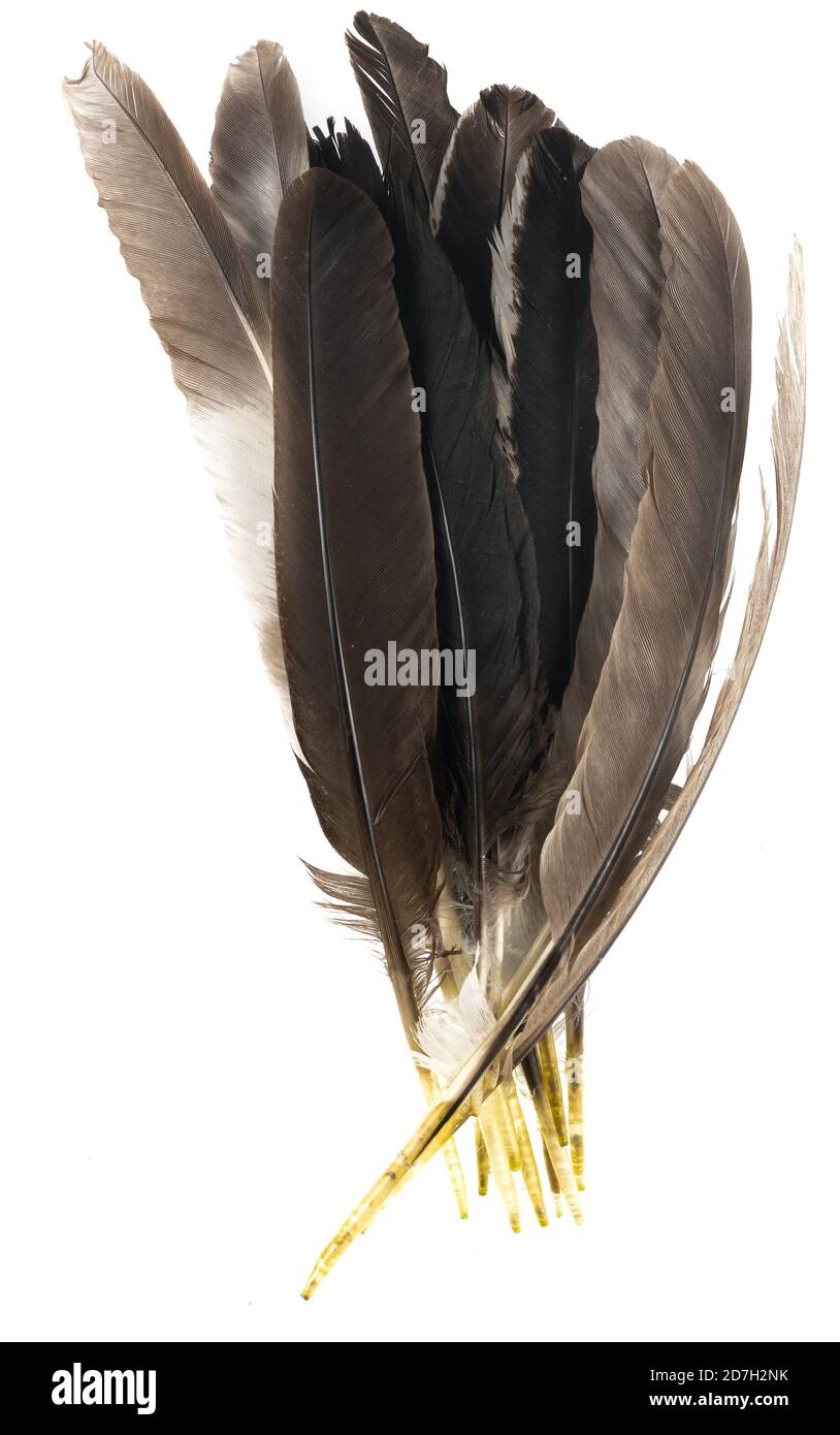 Natural Bird Feathers Isolated on a White Background. Pile Pigeon, Chicken  and Goose Feathers Close-up. Stack Bird Feathers Stock Photo - Image of  animal, dove: 193382710