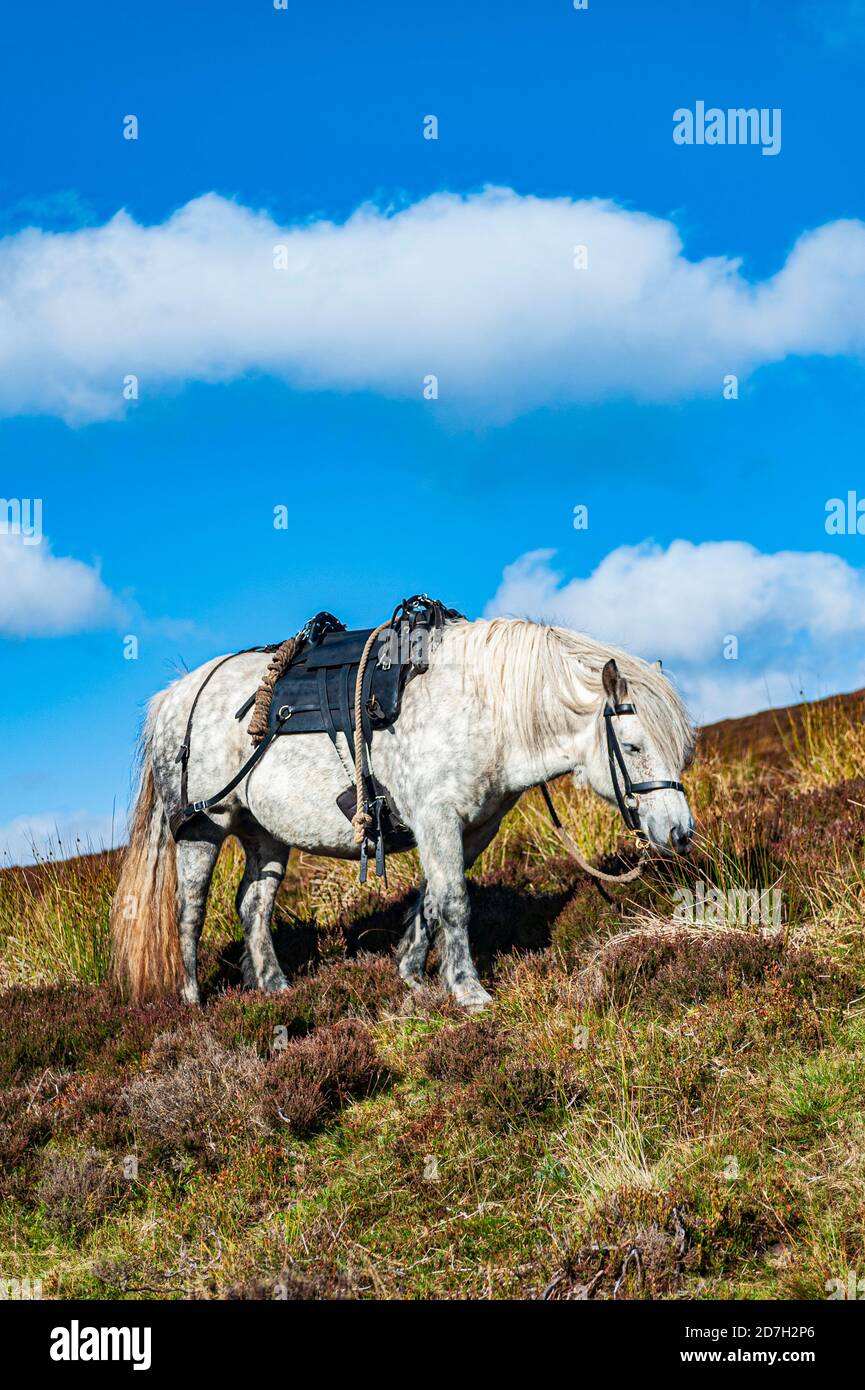 Angus, Scotland, UK – A ghillie’s working highland pony, with a pack-saddle, waiting to collect the Red Stags and carry them off the hill Stock Photo