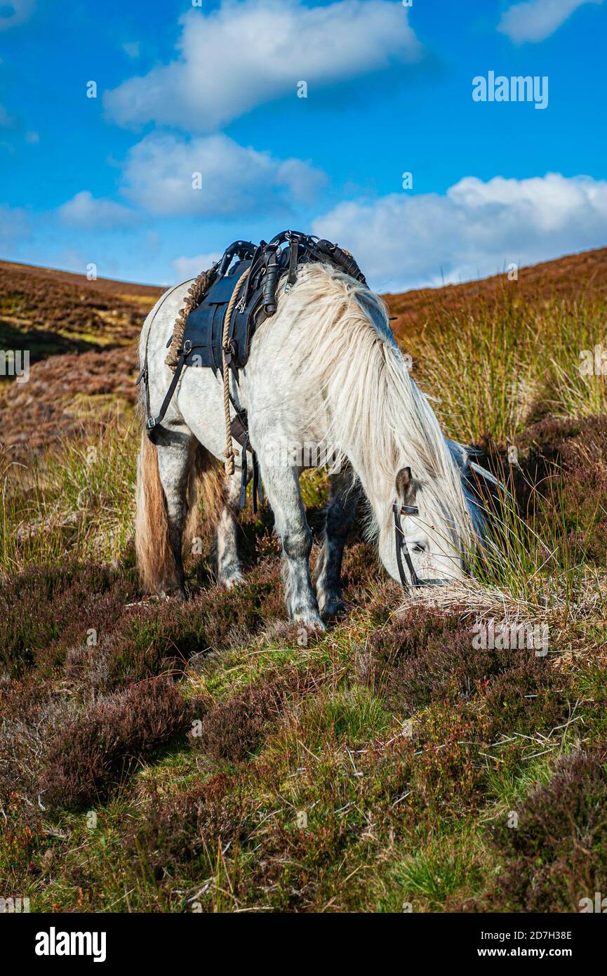 Angus, Scotland, UK – A ghillie’s working highland pony, with a pack-saddle, waiting to collect the Red Stags and carry them off the hill Stock Photo