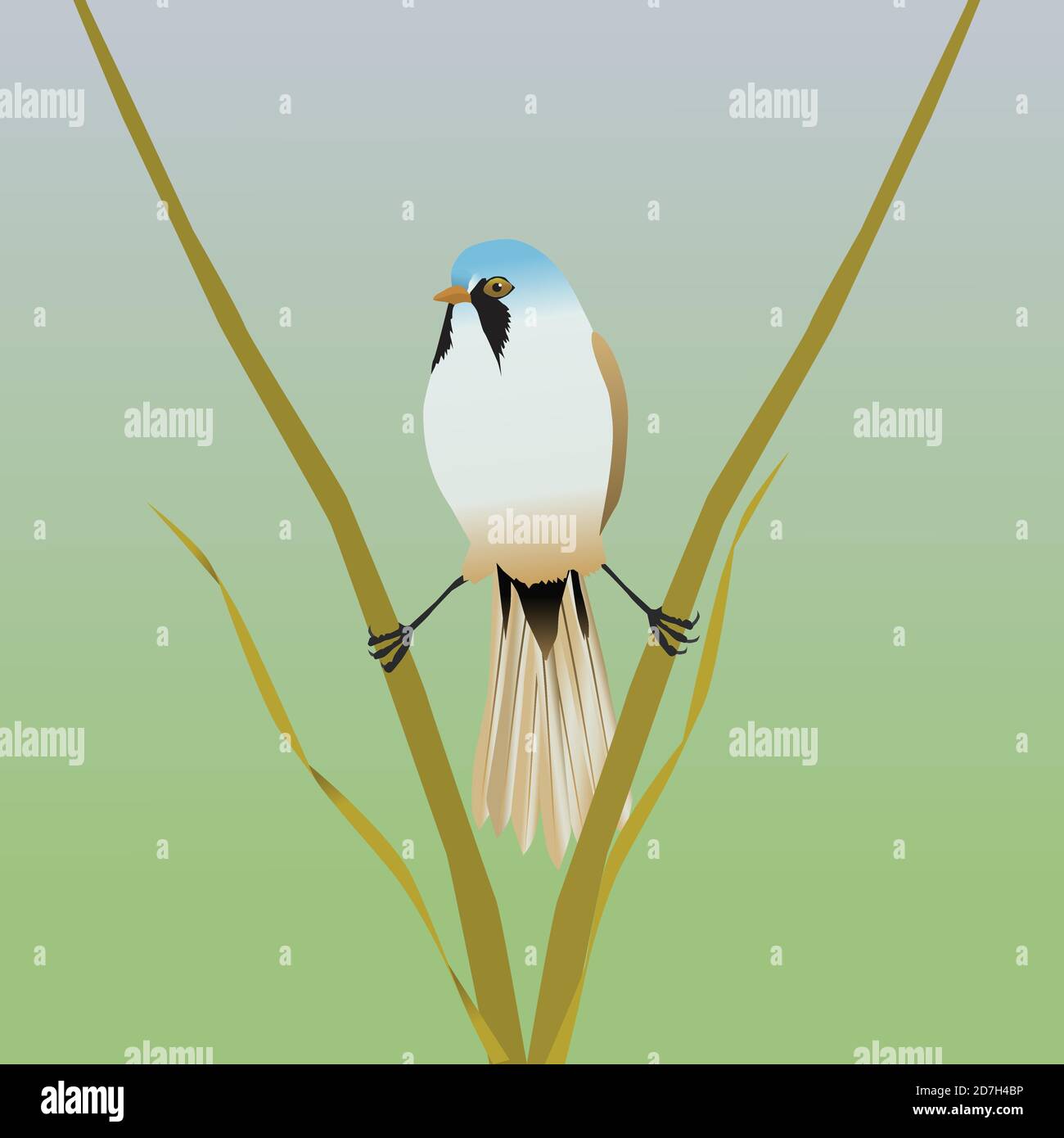 A digital vector illustration of a bearded reedling. The bird is in a kind of spread position between two reed stalks. Stock Vector