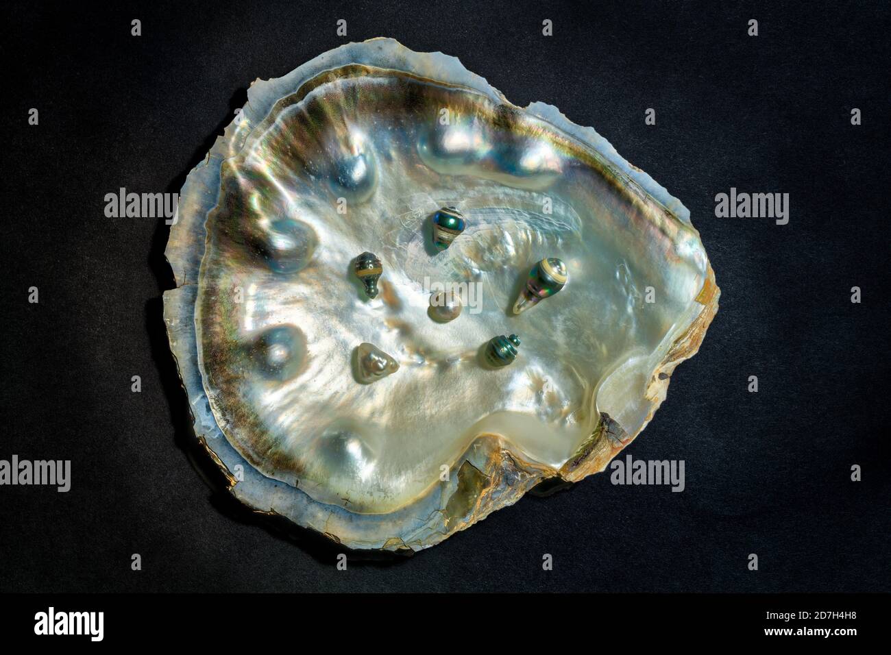 A black-lipped oyster shell, with various odd-shaped black pearls inside Stock Photo