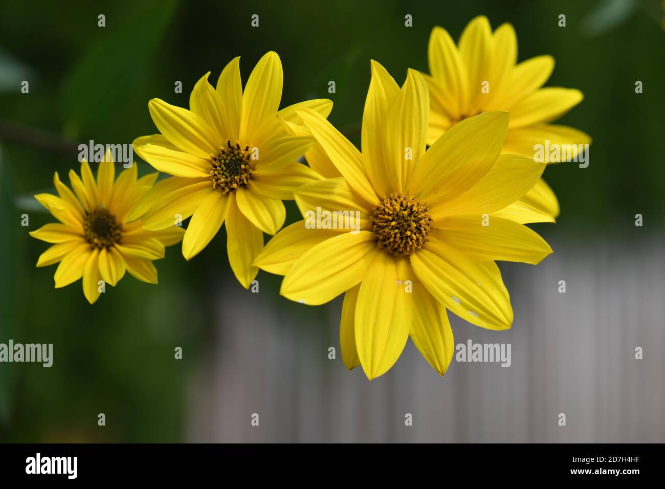 gelbe Staudensonnenblumen gegen dunklen Hintergrund, Stock Photo