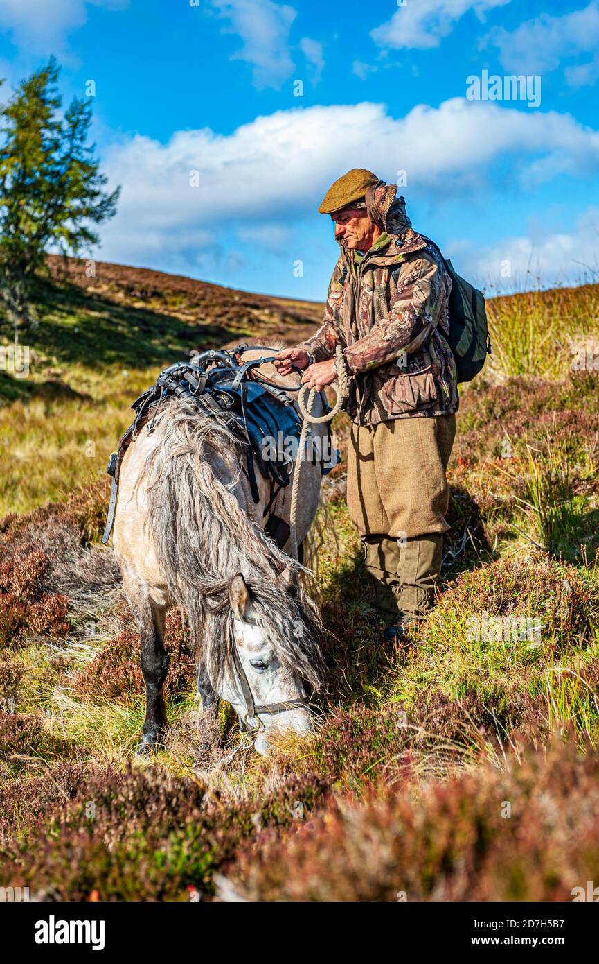 Angus, Scotland, UK – A ghillie with his working highland ponies waiting to collect the Red Stags that have been culled by the deerstalker Stock Photo