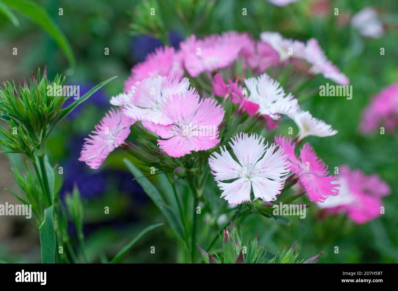 Chinese Carnation (Dianthus barbatus x chinensis) 'Magic Rose Bouquet