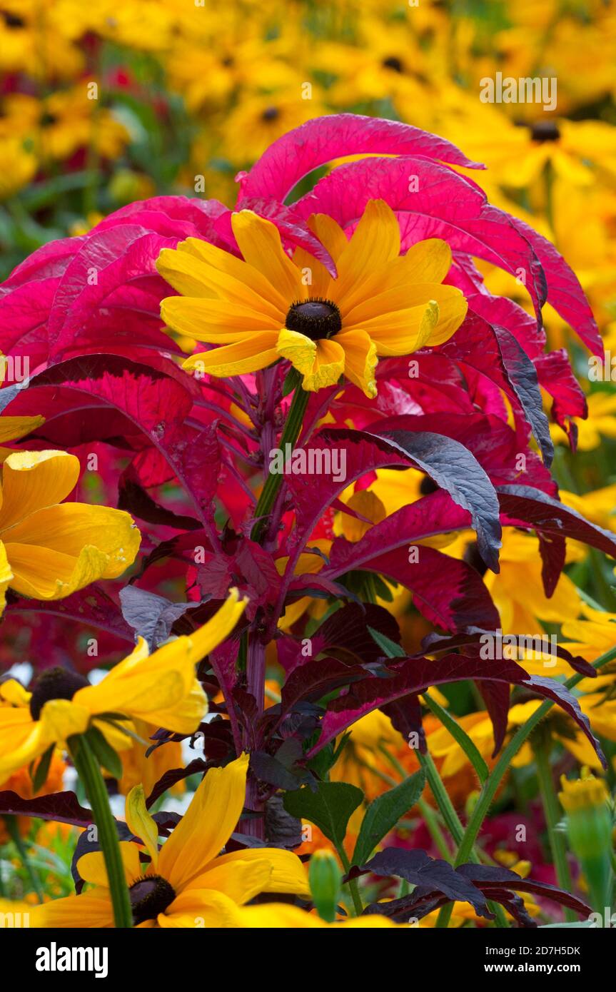 Association of Cornflower (Rudbeckia sp) and Tampala (Amaranthus tricolor) Stock Photo