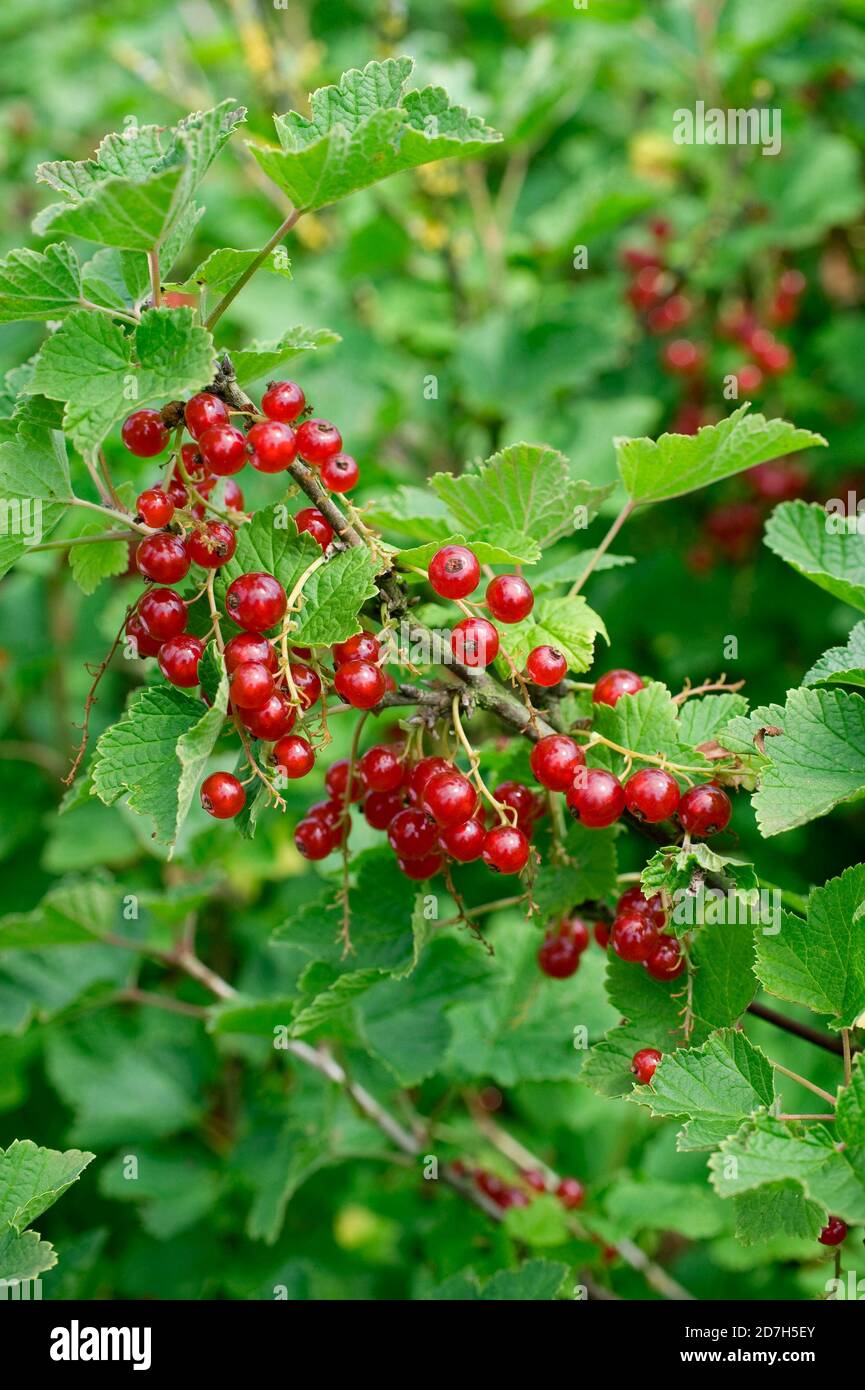 Cultivated currant (Ribes rubrum) 'Jonkheer Van Tests', fruits Stock ...