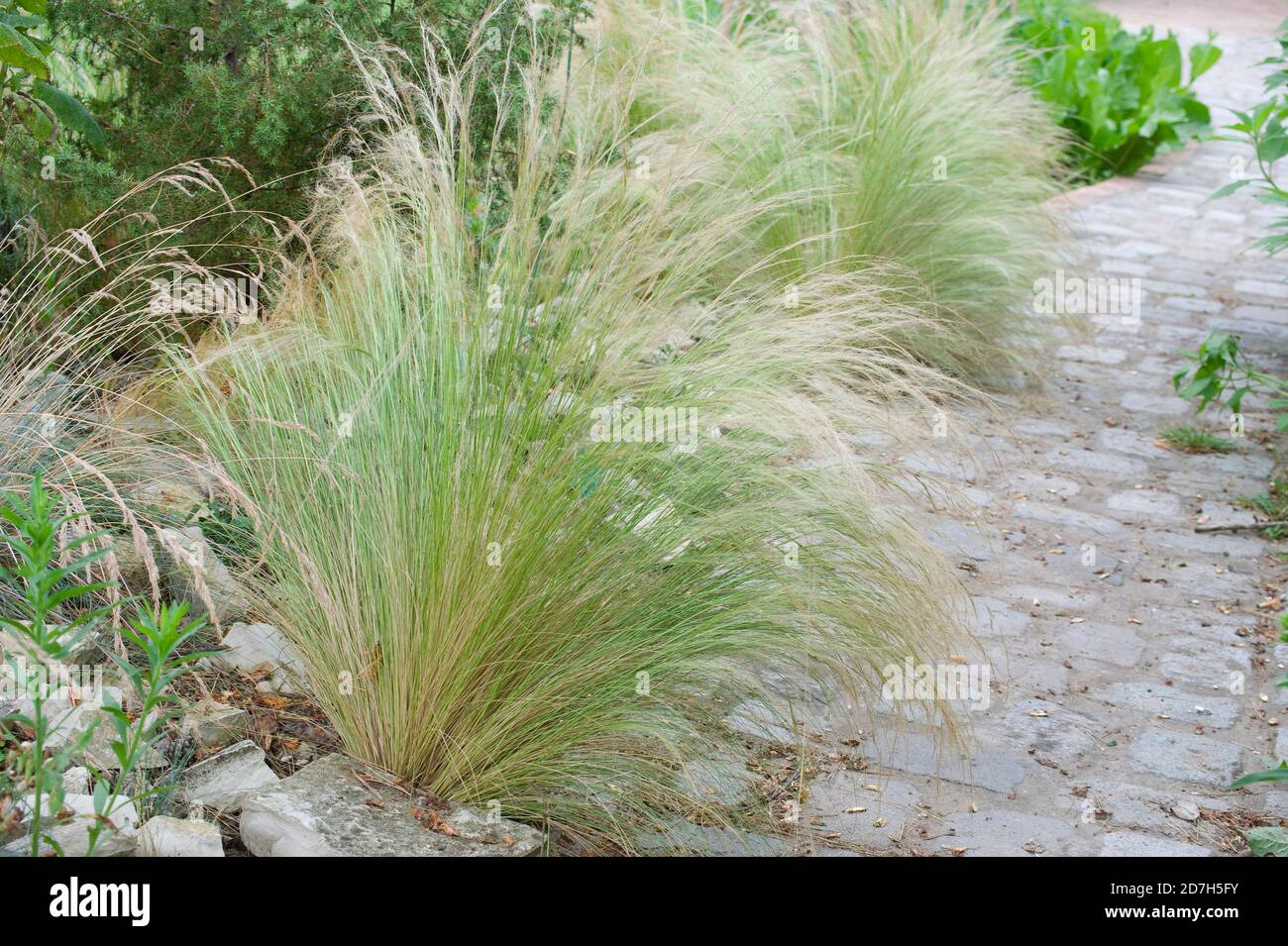 Feather grass (Stipa tenuissima Stock Photo - Alamy