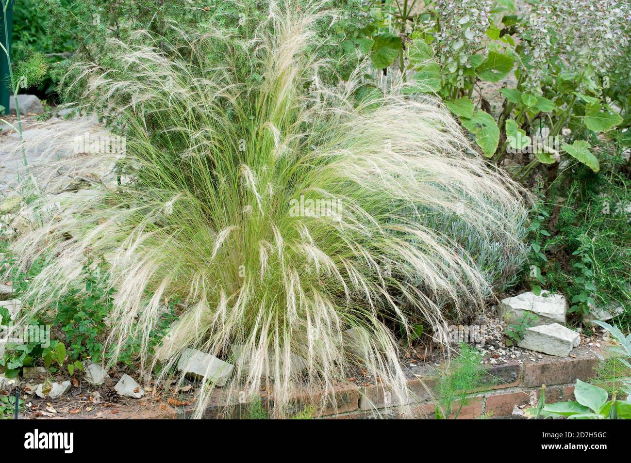 Feather grass (Stipa tenuissima Stock Photo - Alamy