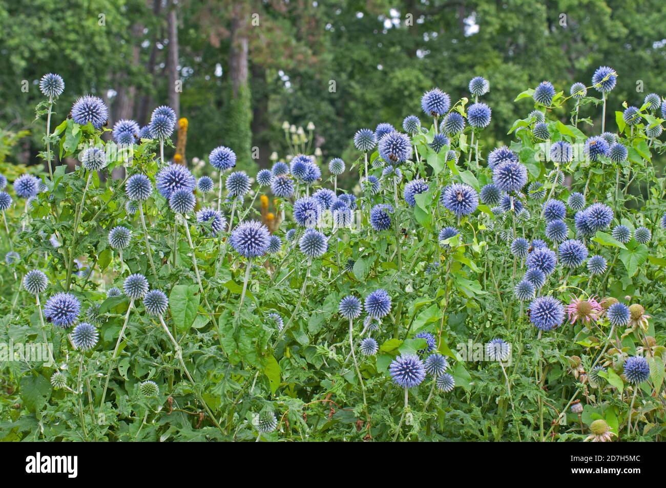 Blue Thistle (Echinops ritro) 'Veitch's Blue' in bloom Stock Photo