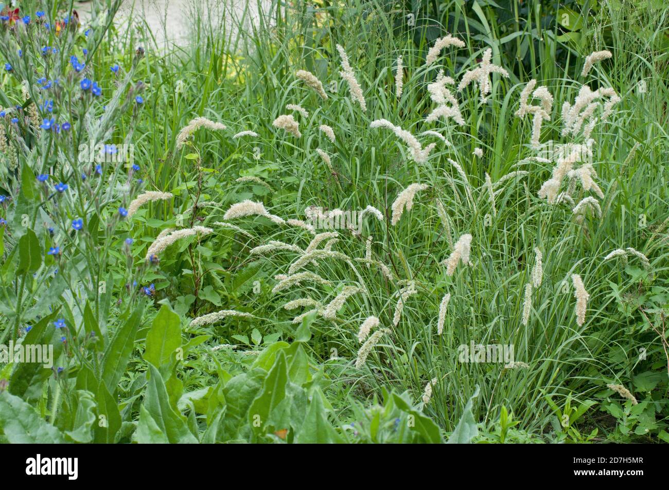 Siberian melic grass (Melica altissima) 'Atropurpurea' Stock Photo