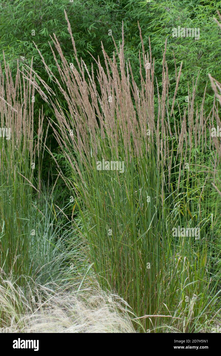 Feather Reed Grass Seeds Canada informacionpublica.svet.gob.gt