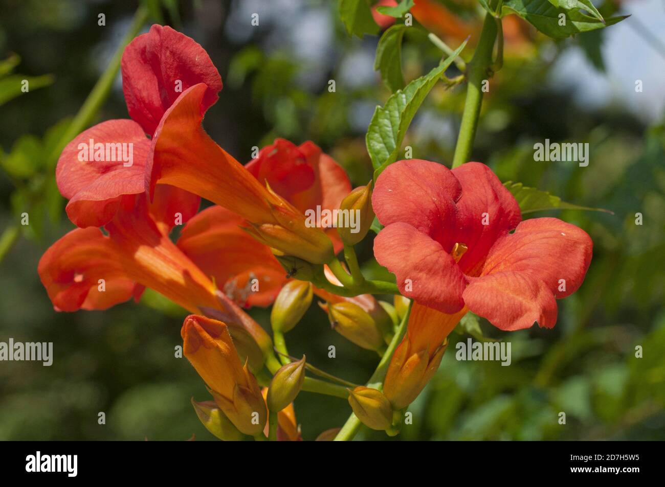 Chinese trumpet creeper (Bignonia grandiflora) flowers Stock Photo Alamy