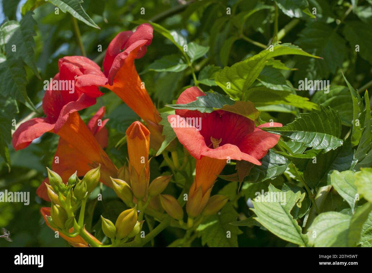 Chinese trumpet creeper (Bignonia grandiflora) flowers Stock Photo Alamy