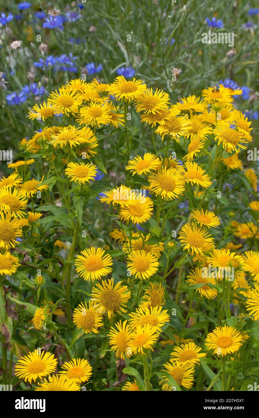 Leopard'sbane (Doronicum pardalianches) in bloom Stock Photo Alamy