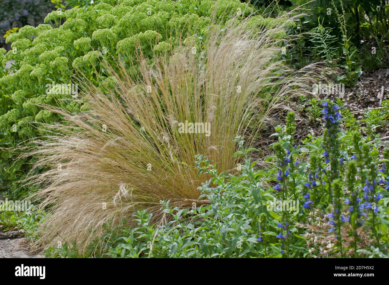 Feather grass (Stipa tenuissima) in flower bed Stock Photo - Alamy