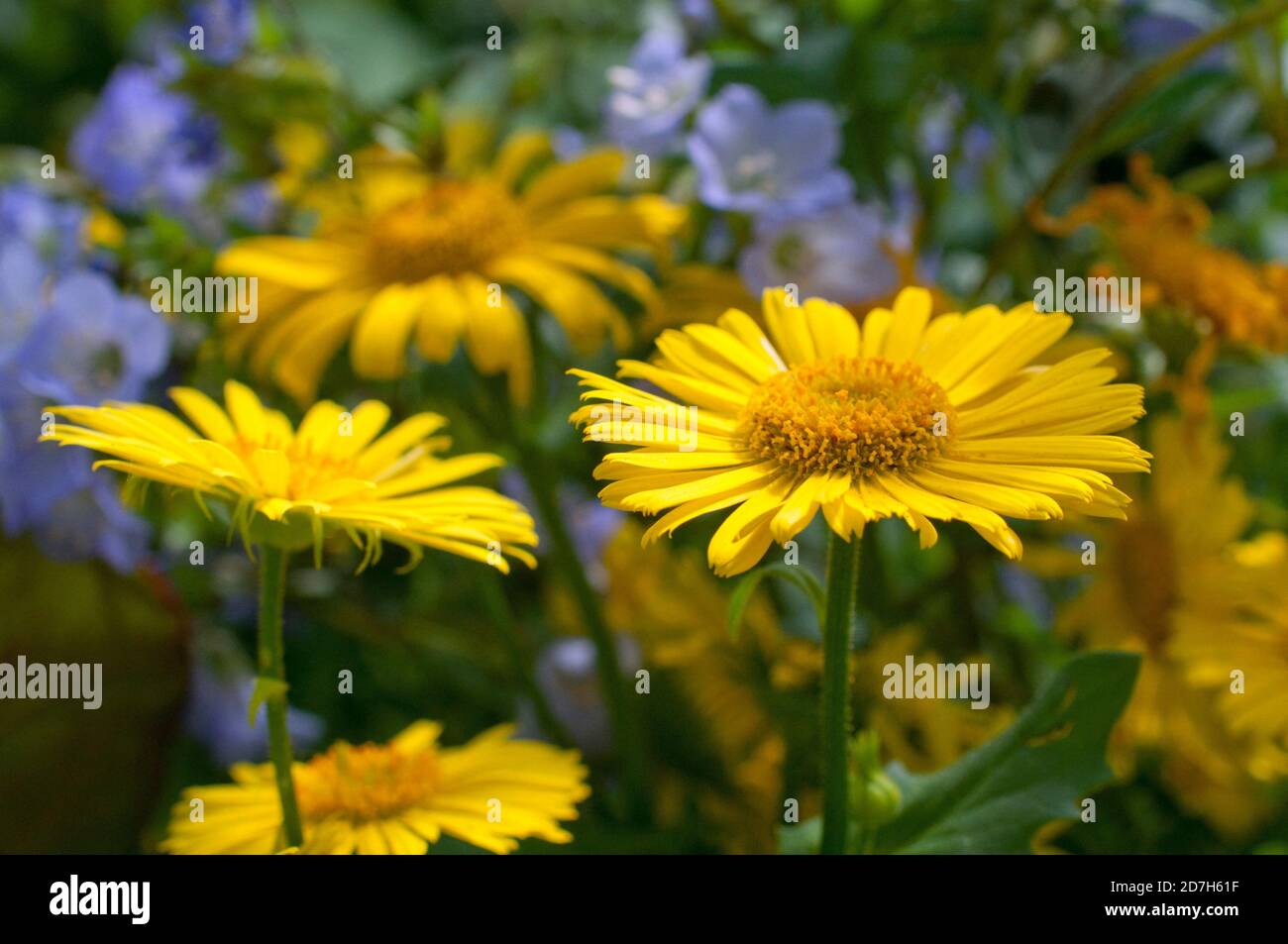 Leopard Bane (Doronicum orientale) in bloom Stock Photo Alamy