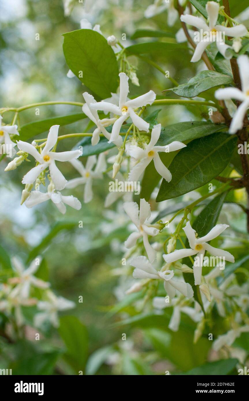Confederate jasmine (Trachelospermum jasminoides) in bloom Stock Photo