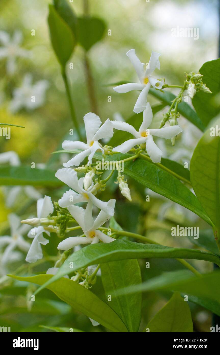 Confederate jasmine (Trachelospermum jasminoides) in bloom Stock Photo