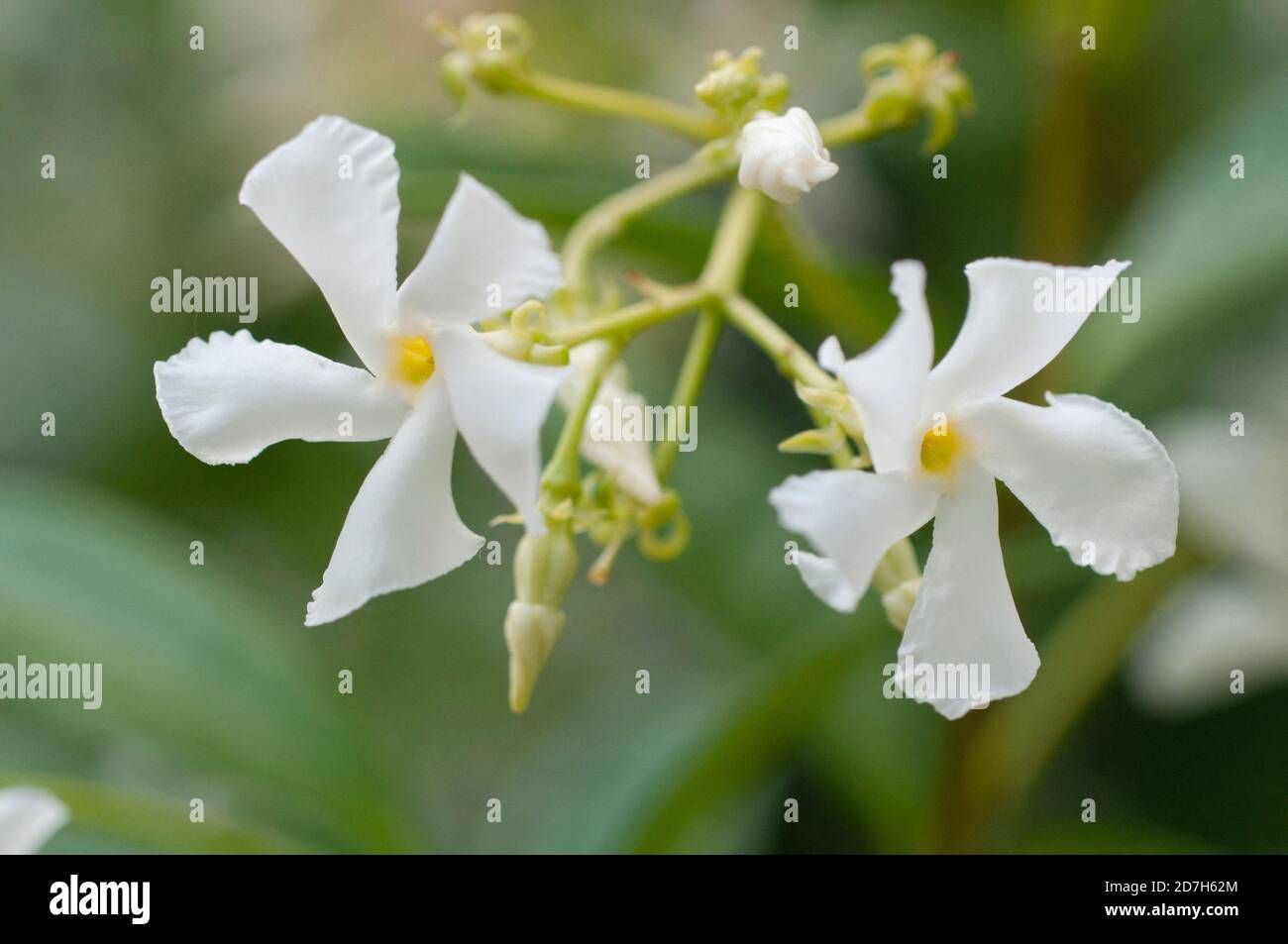 Confederate jasmine (Trachelospermum jasminoides) in bloom Stock Photo