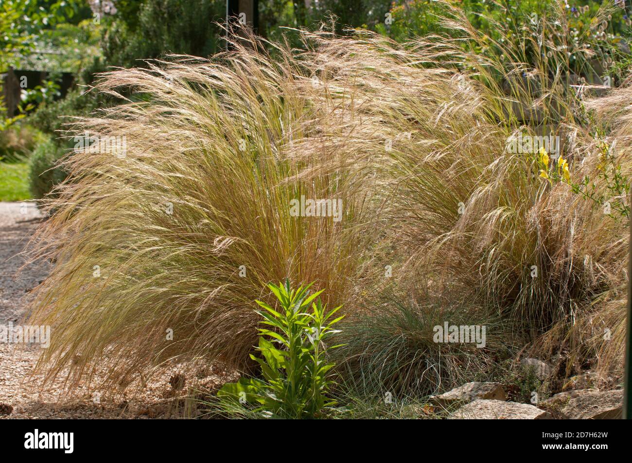 Feather grass (Stipa tenuissima Stock Photo - Alamy