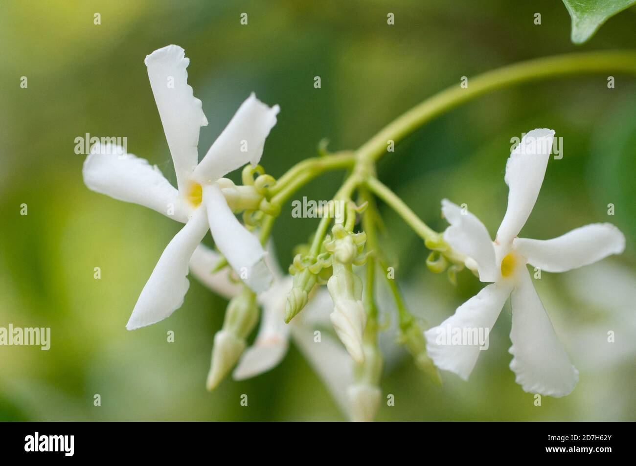 Confederate jasmine (Trachelospermum jasminoides) in bloom Stock Photo