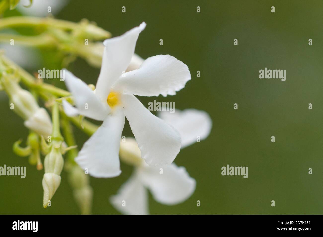 Confederate jasmine (Trachelospermum jasminoides) in bloom Stock Photo