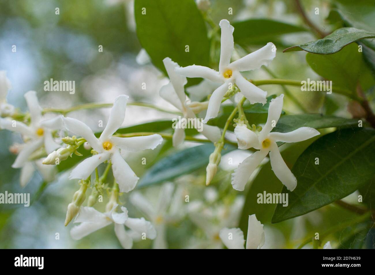 Confederate jasmine (Trachelospermum jasminoides) in bloom Stock Photo