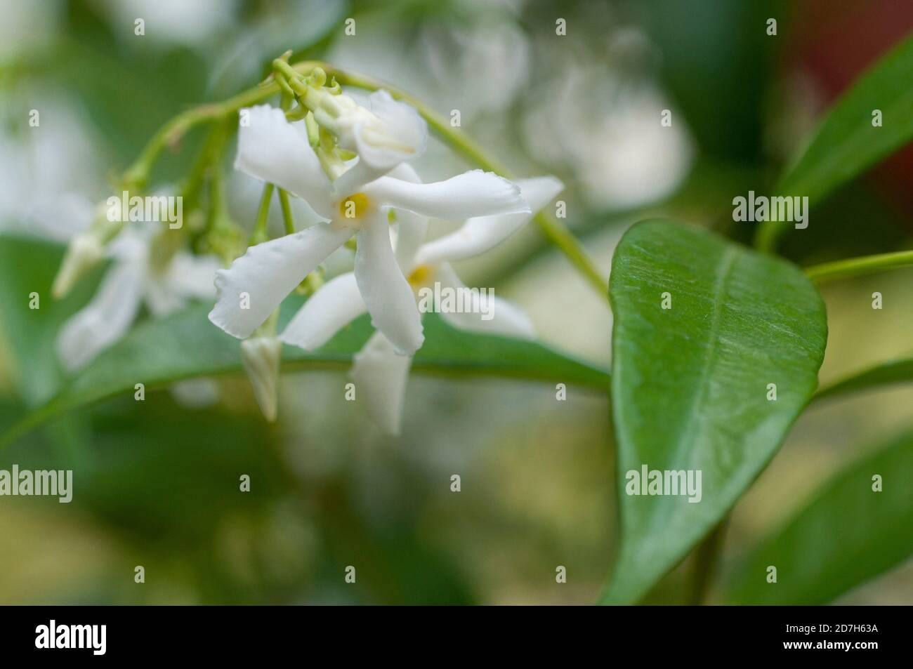 Confederate jasmine (Trachelospermum jasminoides) in bloom Stock Photo