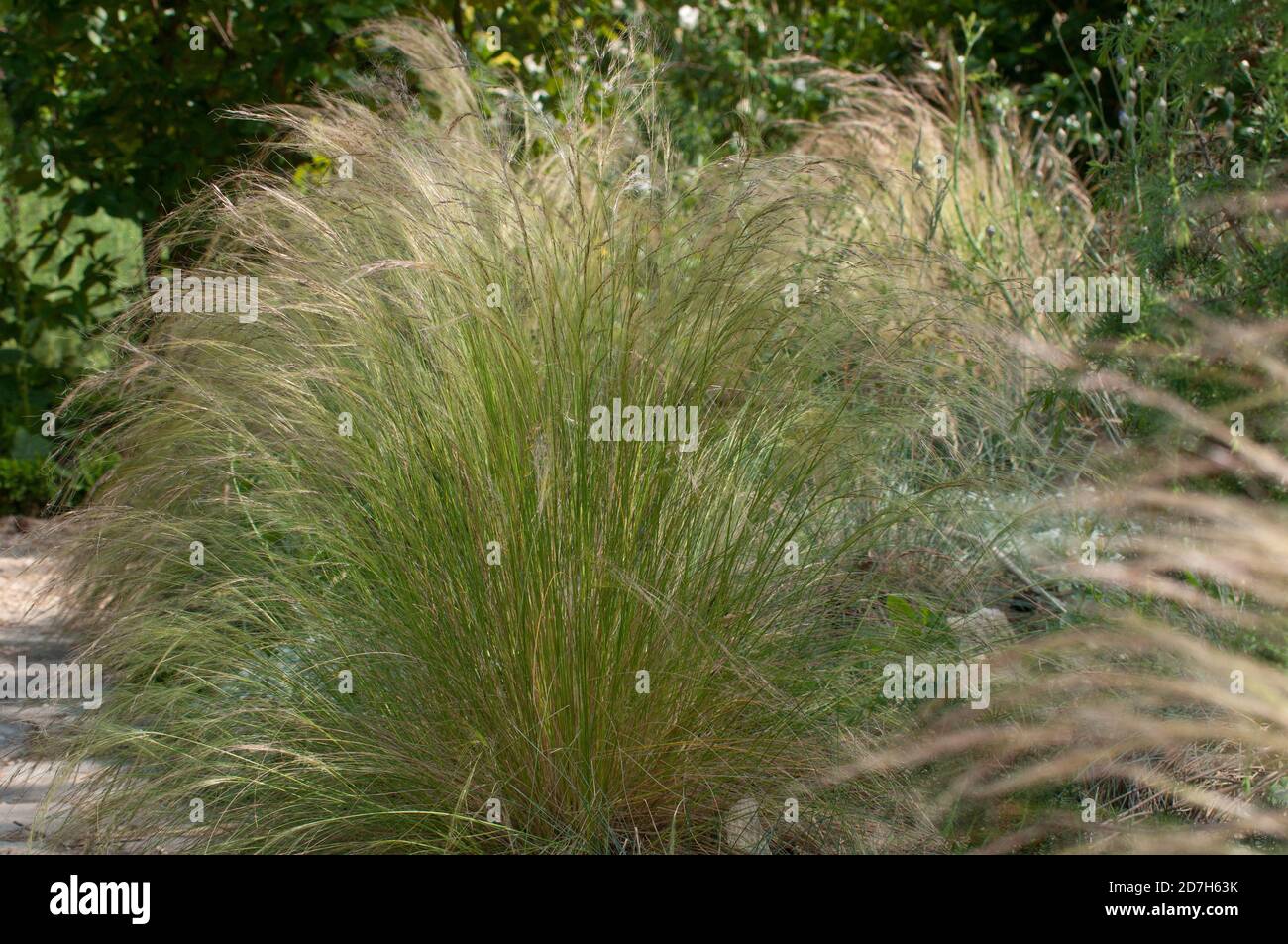 Feather grass (Stipa tenuissima Stock Photo - Alamy