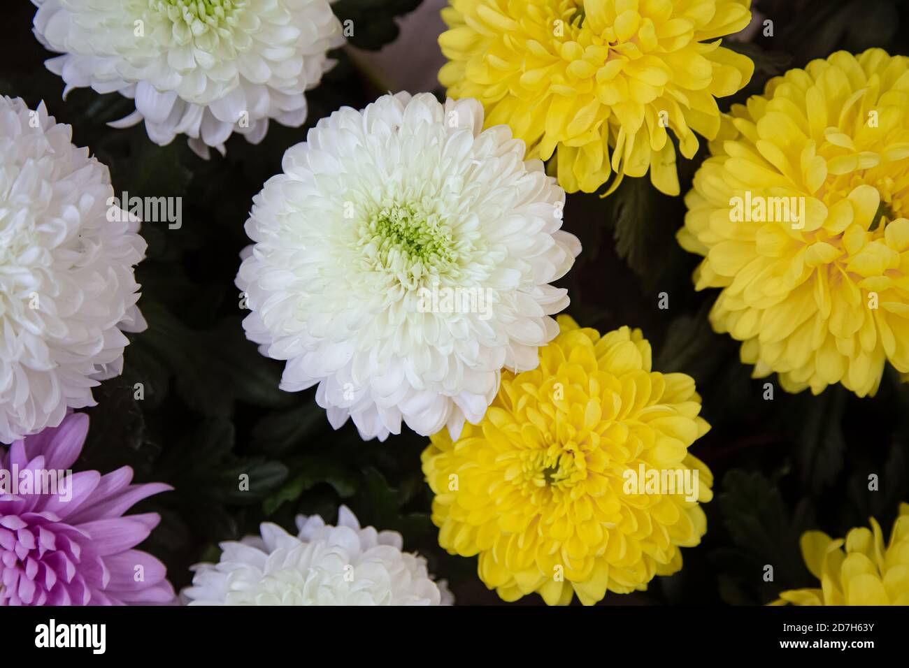 pix Abstract Chrysanthemum Images alamy