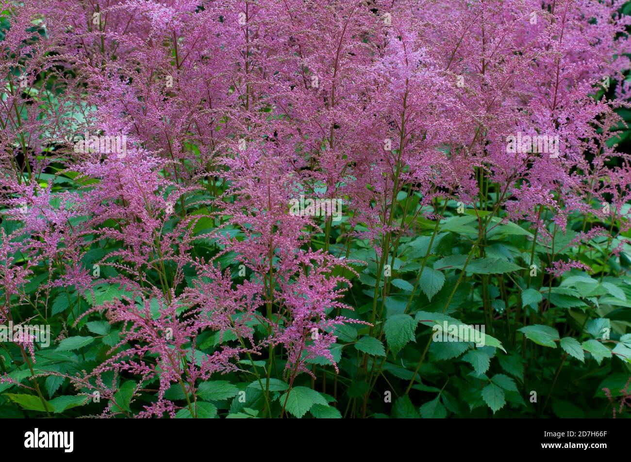 Dwarf Astilbe (Astilbe simplicifolia) 'Rosea' in bloom Stock Photo Alamy