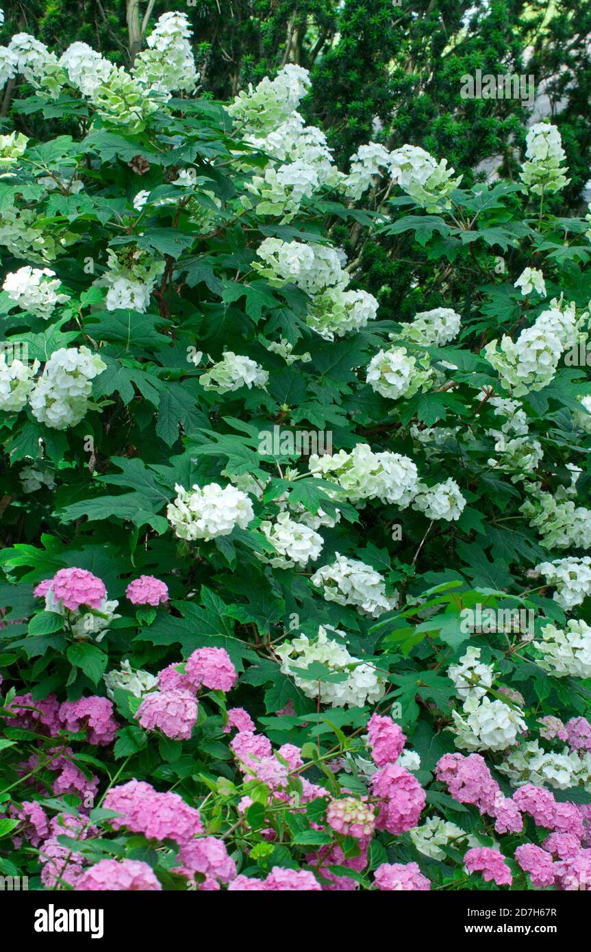 Oakleaf hydrangea (Hydrangea quercifolia) 'Snowflake', syn. (Hydrangea quercifolia) 'Brido' Stock Photo