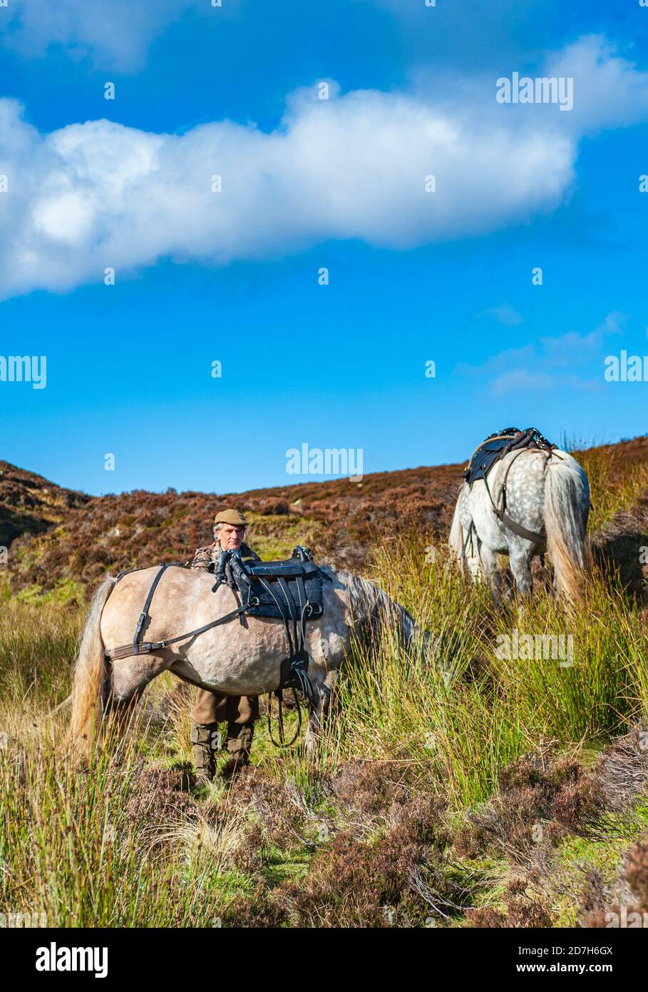 Angus, Scotland, UK – A ghillie with his working highland ponies waiting to collect the Red Stags that have been culled by the deerstalker Stock Photo