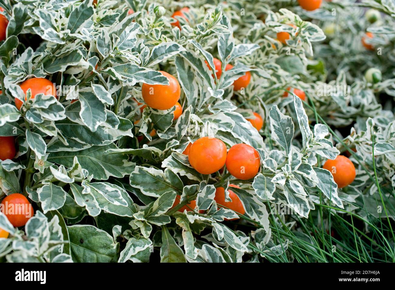 Jerusalem cherry (Solanum diflorum) 'Ivema' fruits Stock Photo Alamy