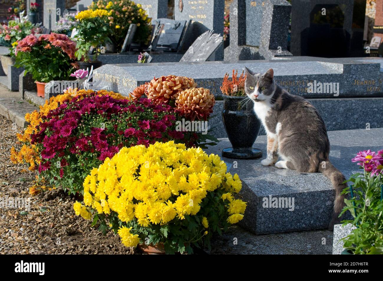 Cat and Chrysanthemum (Chrysanthemum sp) in flower, Cemetery in bloom